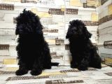 Mükemmel Kalite Toy Poodle Yavrularımız