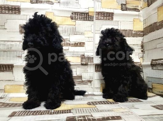 Mükemmel Kalite Toy Poodle Yavrularımız görsel