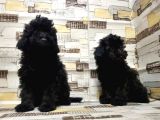 Mükemmel Kalite Toy Poodle Yavrularımız