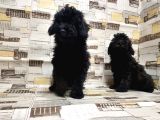 Mükemmel Kalite Toy Poodle Yavrularımız
