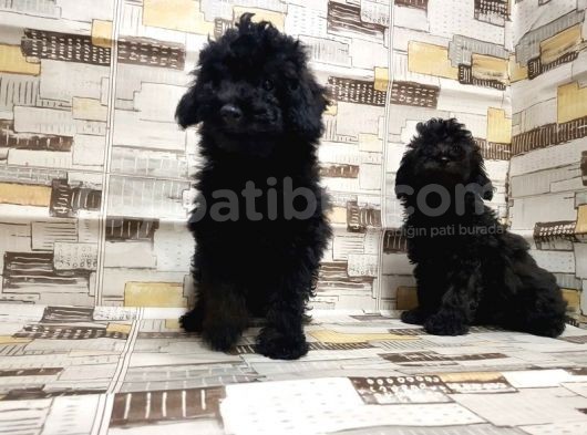 Mükemmel Kalite Toy Poodle Yavrularımız görsel