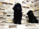 Mükemmel Kalite Toy Poodle Yavrularımız