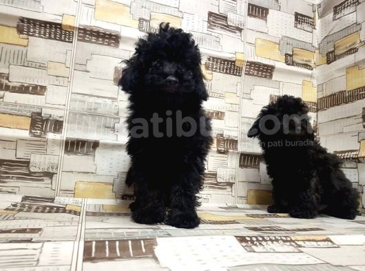 Mükemmel Kalite Toy Poodle Yavrularımız görsel