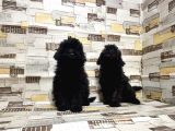 Mükemmel Kalite Toy Poodle Yavrularımız
