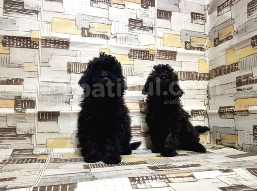 Mükemmel Kalite Toy Poodle Yavrularımız görsel