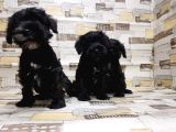 Ruhsatli Üreti̇m Çi̇ftli̇ği̇nden Mi̇nyatür Schnauzer Yavrular