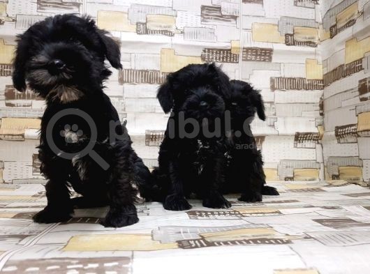 Ruhsatli Üreti̇m Çi̇ftli̇ği̇nden Mi̇nyatür Schnauzer Yavrular görsel