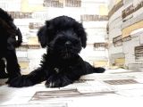 Ruhsatli Üreti̇m Çi̇ftli̇ği̇nden Mi̇nyatür Schnauzer Yavrular