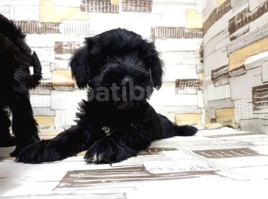 Ruhsatli Üreti̇m Çi̇ftli̇ği̇nden Mi̇nyatür Schnauzer Yavrular görsel