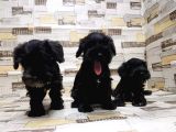 Ruhsatli Üreti̇m Çi̇ftli̇ği̇nden Mi̇nyatür Schnauzer Yavrular