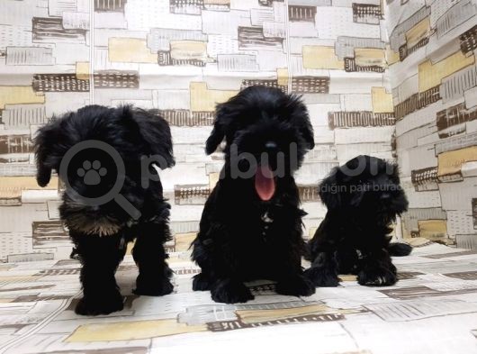 Ruhsatli Üreti̇m Çi̇ftli̇ği̇nden Mi̇nyatür Schnauzer Yavrular görsel