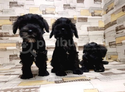 Ruhsatli Üreti̇m Çi̇ftli̇ği̇nden Mi̇nyatür Schnauzer Yavrular görsel