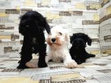 Ruhsatli Üreti̇m Çi̇ftli̇ği̇nden Mi̇nyatür Schnauzer Yavrular