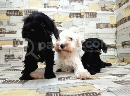 Ruhsatli Üreti̇m Çi̇ftli̇ği̇nden Mi̇nyatür Schnauzer Yavrular görsel