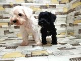Ruhsatli Üreti̇m Çi̇ftli̇ği̇nden Mi̇nyatür Schnauzer Yavrular