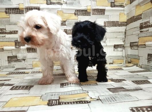 Ruhsatli Üreti̇m Çi̇ftli̇ği̇nden Mi̇nyatür Schnauzer Yavrular görsel