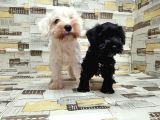Ruhsatli Üreti̇m Çi̇ftli̇ği̇nden Mi̇nyatür Schnauzer Yavrular