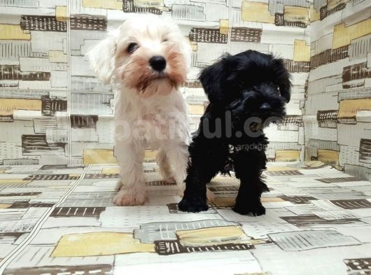 Ruhsatli Üreti̇m Çi̇ftli̇ği̇nden Mi̇nyatür Schnauzer Yavrular