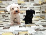 Ruhsatli Üreti̇m Çi̇ftli̇ği̇nden Mi̇nyatür Schnauzer Yavrular