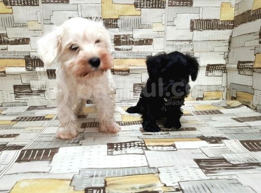 Ruhsatli Üreti̇m Çi̇ftli̇ği̇nden Mi̇nyatür Schnauzer Yavrular görsel