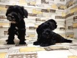 Ruhsatli Üreti̇m Çi̇ftli̇ği̇nden Mi̇nyatür Schnauzer Yavrular