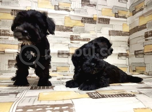 Ruhsatli Üreti̇m Çi̇ftli̇ği̇nden Mi̇nyatür Schnauzer Yavrular görsel