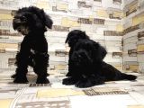 Ruhsatli Üreti̇m Çi̇ftli̇ği̇nden Mi̇nyatür Schnauzer Yavrular