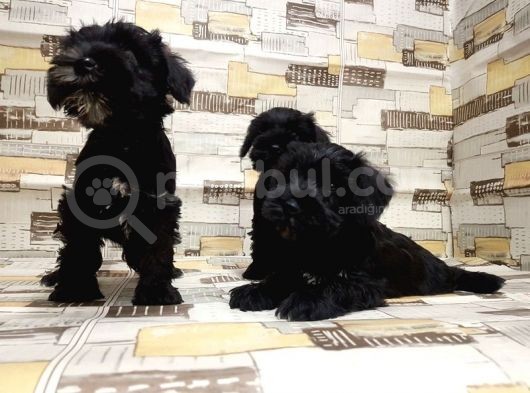 Ruhsatli Üreti̇m Çi̇ftli̇ği̇nden Mi̇nyatür Schnauzer Yavrular görsel
