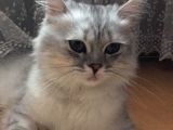 British Longhair 7 Aylık erkek