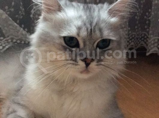 British Longhair 7 Aylık Erkek