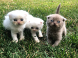 Safkan Scottish Fold Yavrularımız