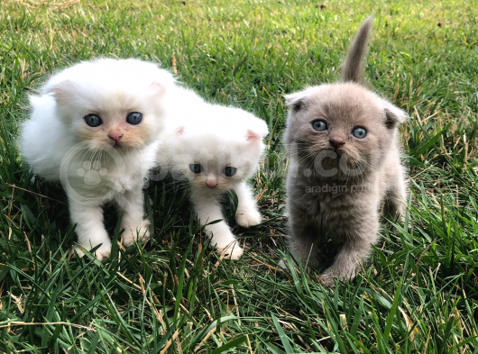 Safkan Scottish Fold Yavrularımız görsel