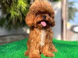Daha İyi̇si̇ Yok 1100 Gram Mi̇ni̇ Teddy