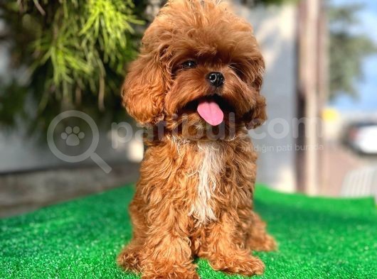 Daha İyi̇si̇ Yok 1100 Gram Mi̇ni̇ Teddy