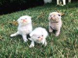 Safkan Scottish Fold Yavrularımız