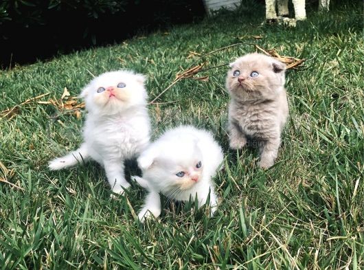Safkan Scottish Fold Yavrularımız