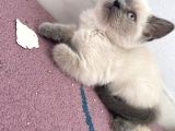 Bri̇ti̇şh Ve Bluo Poi̇nt 2 Aylık Kedilerimiz Dişi Ve Erkek