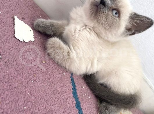 Bri̇ti̇şh Ve Bluo Poi̇nt 2 Aylık Kedilerimiz Dişi Ve Erkek görsel