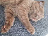 Yavru Scottish Fold 2,5 Aylık
