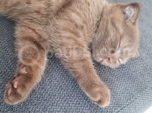 Yavru Scottish Fold 2,5 Aylık görsel