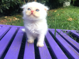 Safkan Scottish Fold Yavrularımız
