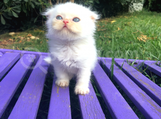 Safkan Scottish Fold Yavrularımız görsel