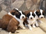 Dev St.bernard Mi̇ni̇kleri̇mi̇z
