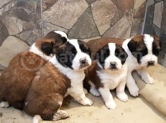 Dev St.bernard Mi̇ni̇kleri̇mi̇z görsel