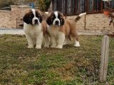 Dev St.bernard Mi̇ni̇kleri̇mi̇z
