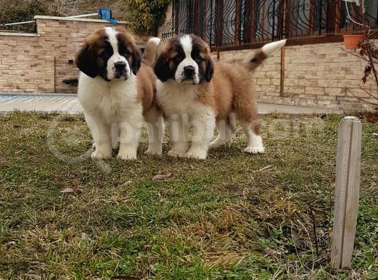 Dev St.bernard Mi̇ni̇kleri̇mi̇z görsel