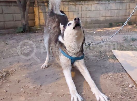 Mavi Gözlü Sibirya Kurdu görsel