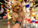 Poodle