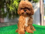 Daha İyi̇si̇ Yok 1100 Gram Mi̇ni̇ Teddy