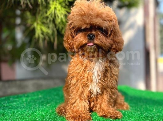 Daha İyi̇si̇ Yok 1100 Gram Mi̇ni̇ Teddy görsel